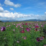 秋桜（コスモス）畑をぬけて